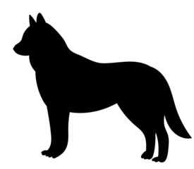 wolf silhouette, on white background, isolated, vector