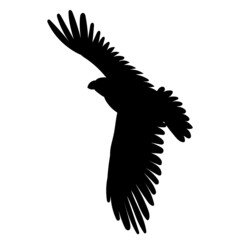 flying bird silhouette, on white background, isolated, vector