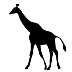 giraffe silhouette, on white background, isolated, vector