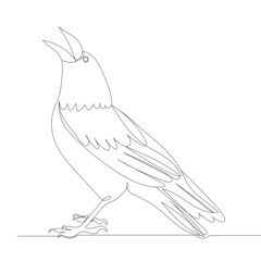 Raven continuous line drawing, sketch, vector