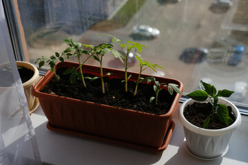 Seedlings of tomato and pepper on the windowsill. Growing vegetables at home.