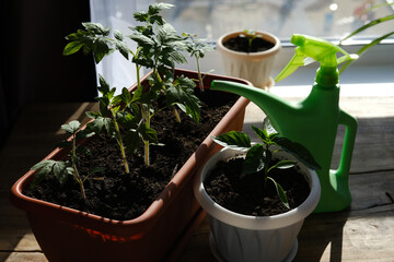 Seedlings of tomato and pepper on the windowsill. Care and watering for seedlings in a pot. Growing vegetables at home and a green watering can on the background of the window.