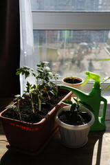 Seedlings of tomato and pepper on the windowsill. Care and watering for seedlings in a pot. Growing vegetables at home and a green watering can on the background of the window.