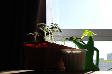 Seedlings of tomato and pepper on the windowsill. Care and watering for seedlings in a pot. Growing vegetables at home and a green watering can on the background of the window.