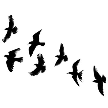 birds silhouette, on white background, isolated, vector