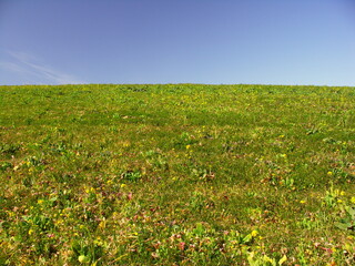 若草生える早春の江戸川土手風景