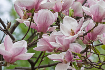 Fototapeta na wymiar pink Magnolia flowers on a branch closeup