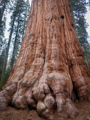 tree trunk in a forest