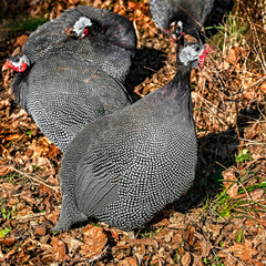 Guinea fowl on the ground