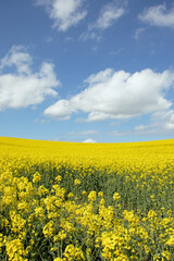 Springtime canola fields in the British countryside.