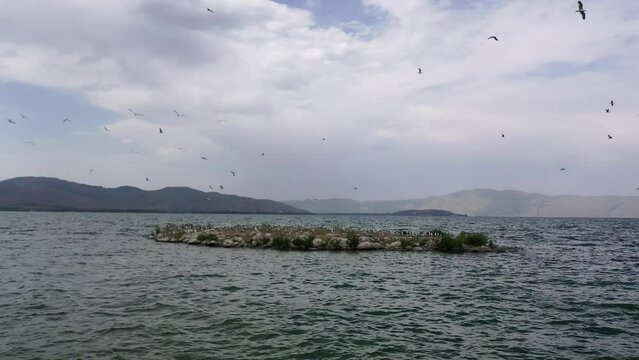 Birds fly on lake. Seagulls flying on lake Sevan, Armenia, Caucasus.  Birds flying on small island in lake. In background mountains. Famous touristic place.