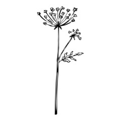 Hand drawn doodle queen anne's lace. Vector wildflower sketch. Plant in realistic style. Outline. - obrazy, fototapety, plakaty