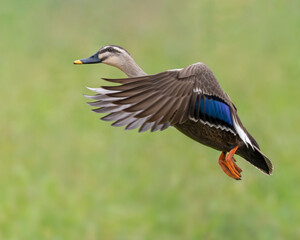 Spot-billed duck in flight
