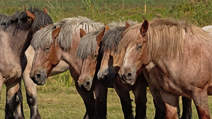 Group of heavy brown belgian horses in a meadow on a sunny day in Bourgoyen nature reserve, Ghent, Flanders, Belgium 