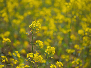 field of yellow flowers