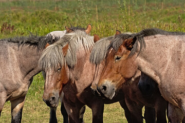 Group of heavy brown belgian horses in a meadow on a sunny day in Bourgoyen nature reserve, Ghent, Flanders, Belgium 
