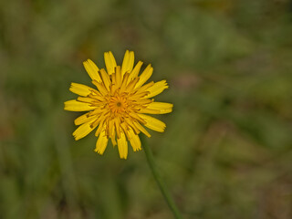 Bright yellow flatweed flower - Hypochaeris radicata