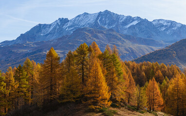 The woods and nature of Engadine: one of the most beautiful and famous valleys in Switzerland, near the village of Sankt Moritz - October 2021.