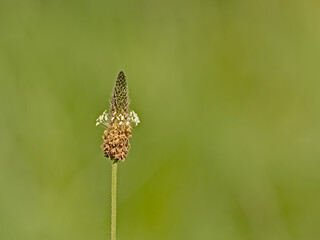 Macro of narrowleaf plantain flower, selective focus with bokeh blue and green background - Plantago lanceolata 