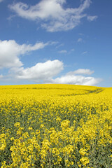 Springtime canola fields in the British countryside.