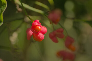 Closeup of a sunny pink spindle tree flowers - Euonymus