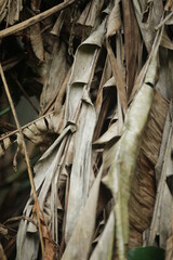 close up of leaves, Hintergrund, old leaves, tropical garden  