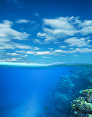 amazing coral reef and fish