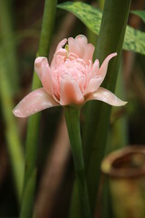 Pink Big tropical flower closed up, tropical garden, flower closed up 