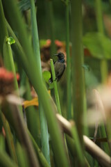 Kolibri closed up, tropical garden, tropical bird closed up 