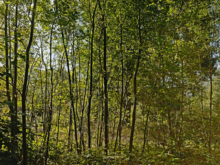 Young trees in a summer forest in Bourgoyen nature reserve, Ghent, Belgium 