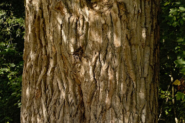 Detail of a willow tree trunk with spots of sun and shadow,. 