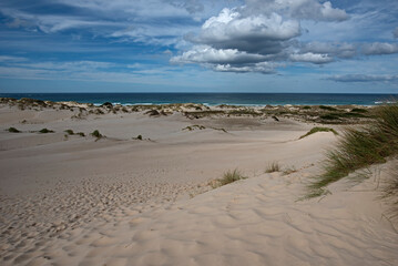 sand dune - St Helen - East Coast Tasmania - Australia