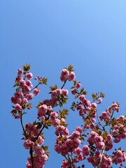 cherry blossom