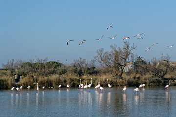Vol de flamants roses au dessus de la Camargue