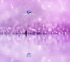 dandelion at pink background. Freedom to Wish. Seed macro closeup. Goodbye Summer. Hope and dreaming concept. Fragility. Springtime. soft focus on water droplets. Macro nature. Beautiful dew drops