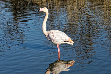 Flamant rose