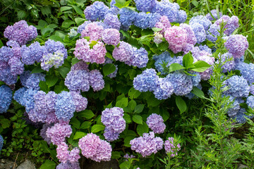 Pale blue and purple hydrangea
