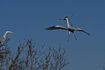 Male héron portant une branche pour son nid