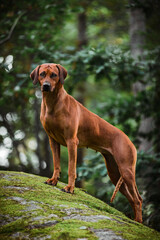 Adorable Rhodesian Ridgeback standing on rock in forest