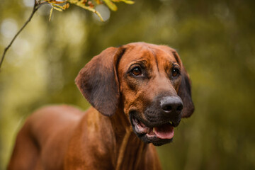 Adorable Rhodesian Ridgeback close up portrait in forest scene