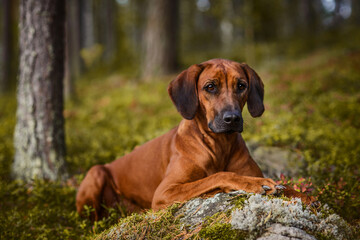 Adorable Rhodesian Ridgeback lying on mossy rock in forest