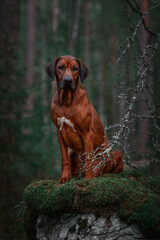 Rhodesian Ridgeback sitting on mossy rock in forest