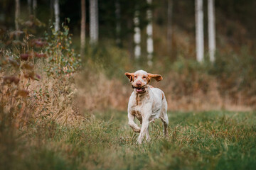 Adorable Bracco Italiano pointer dog hunting for fowl in meadow