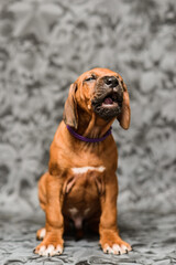 Cute rhodesian ridgeback puppy yawning on grey background