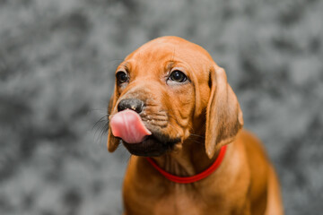 Cute rhodesian ridgeback puppy showing tongue, close up portrait