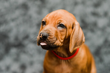 Cute rhodesian ridgeback puppy showing tongue, close up portrait