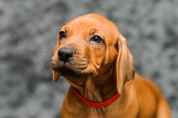 Cute rhodesian ridgeback puppy close up portrait on grey background