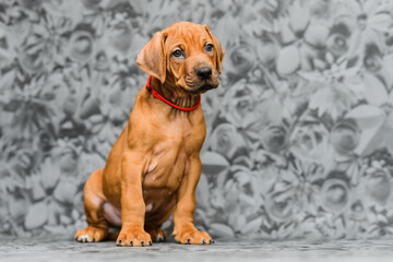 Cute rhodesian ridgeback puppy sitting on grey background