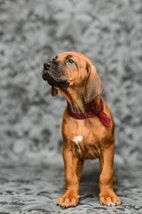 Cute rhodesian ridgeback puppy standiing on grey background