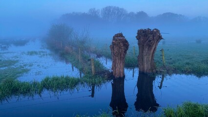 Foggy morning in a Dutch polder near Den Bosch